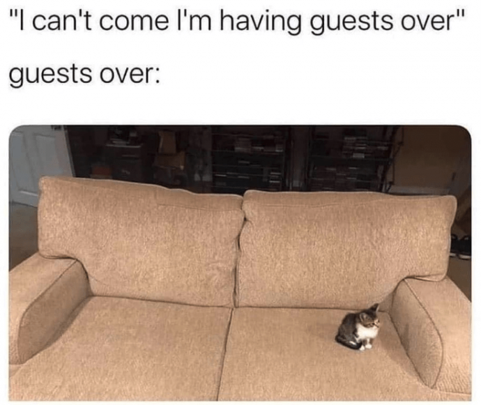 Funniest Feline Memes for Obsessed Cat Owners