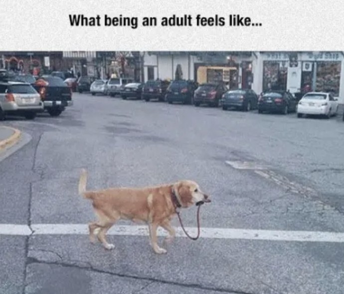 Relatable Adulting Memes and Tweets for Everyone Who's Trying Their Best