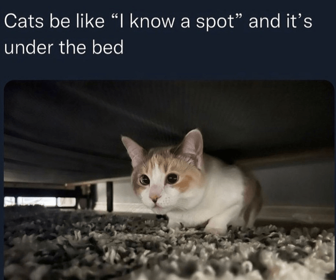 Top Wonderful Cat Memes on Their Way to Better Your Day