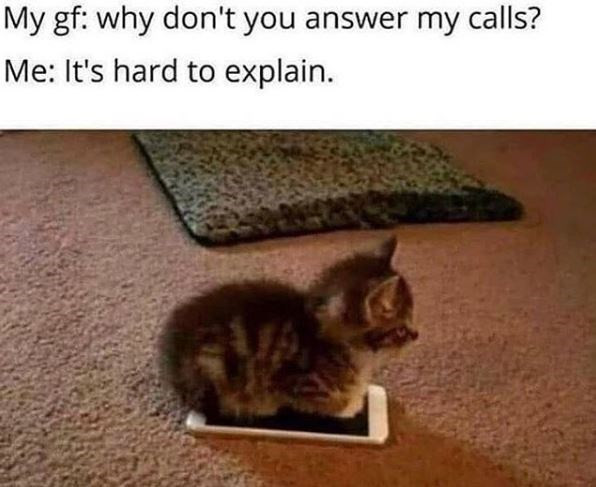 Funny Caturday Memes to End the Week