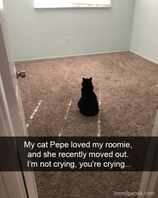 Cat Snaps to Brighten Your Day