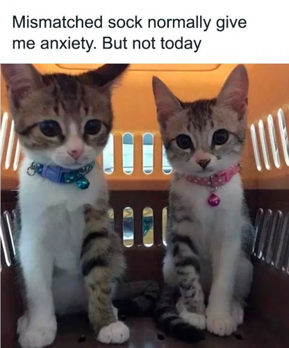 Wholesome Cats to Have a Great Saturday