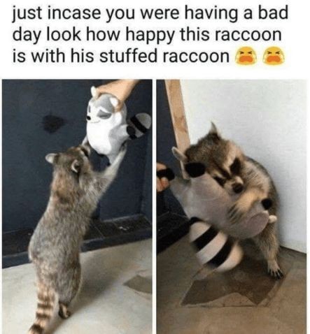 Raccoons are very cute!