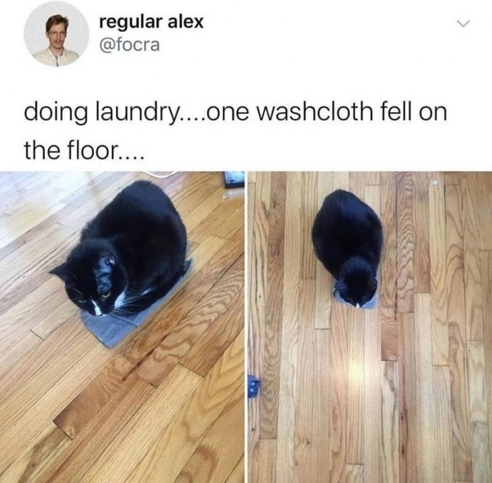 Some Really Good Cat Memes for Your Pleasure