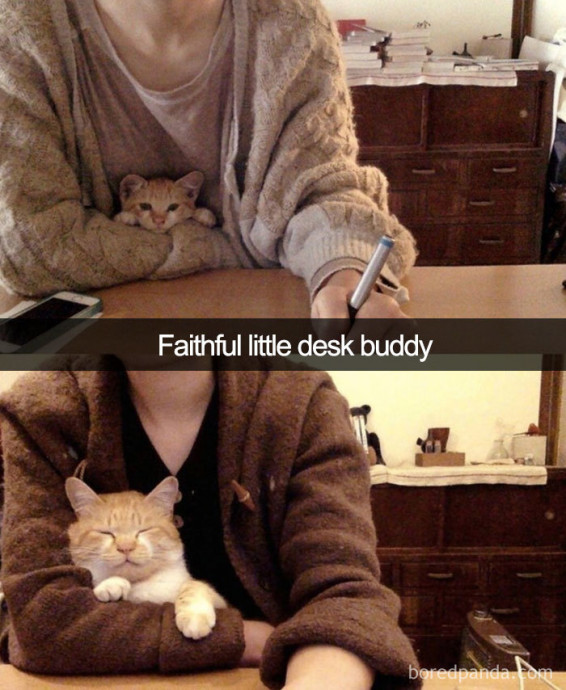Funny Cat Snaps That Will Bring You Some Laugh