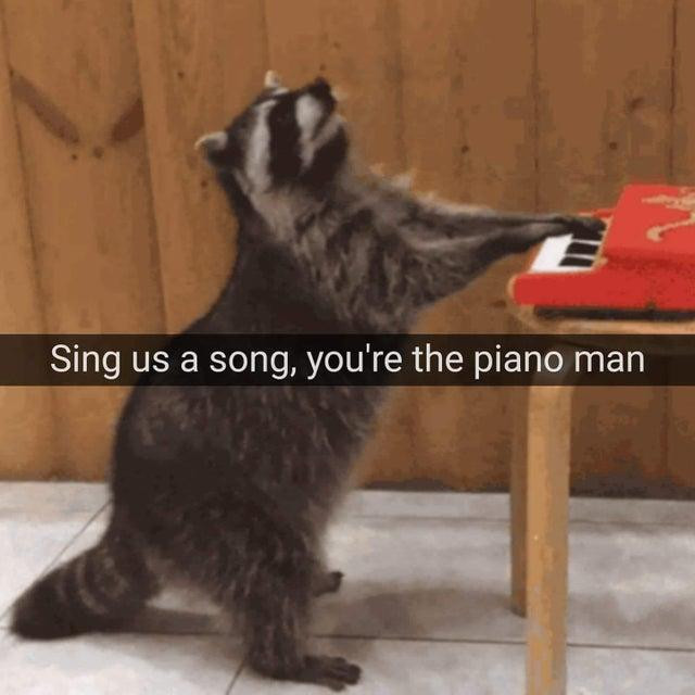Funny Raccoon Memes for Your Amusement