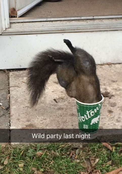 Funny Animal Snaps for the Beginning of Weekend