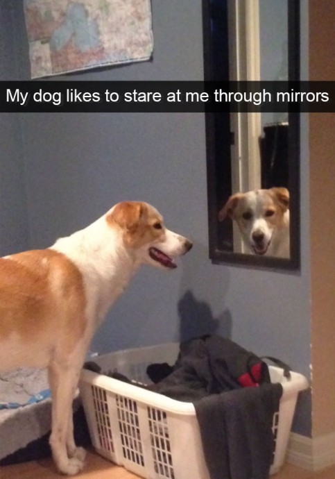 Extremely Funny Pics of Dogs to Laugh At