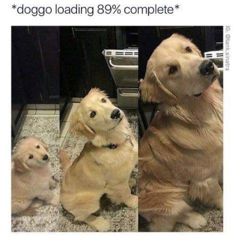Doggo!