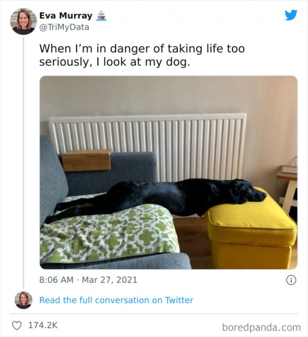 Hilariously Spot-on Tweets About Life With Cats and Dogs