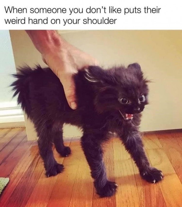 Funny Animal Memes to Put a Smile on Your Face