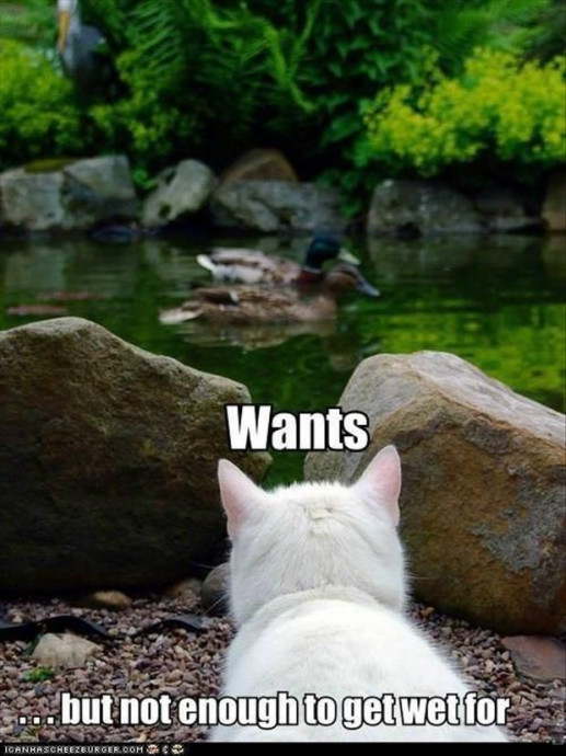 Funny Pics of Cats Who Aren't Fans of Water