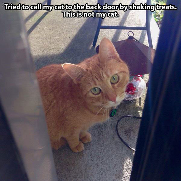 Funny “This is Not My Cat” Pics