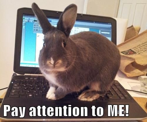 Cute and Funny Rabbit Pics for a Great Day