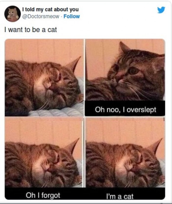 Pure Joy in a Form of Cat Memes for Your Pleasure!
