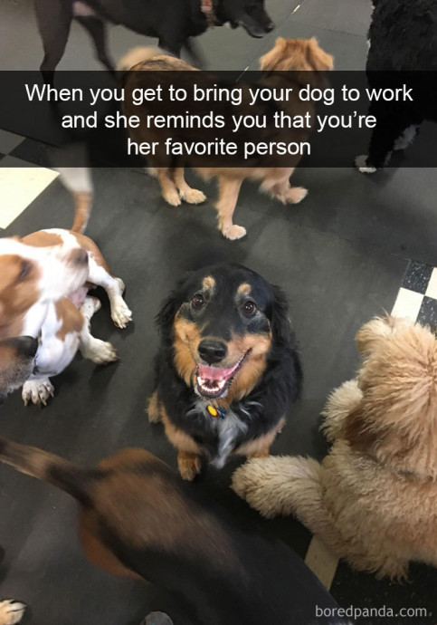 Funny Dog Snaps of Today’s Internet