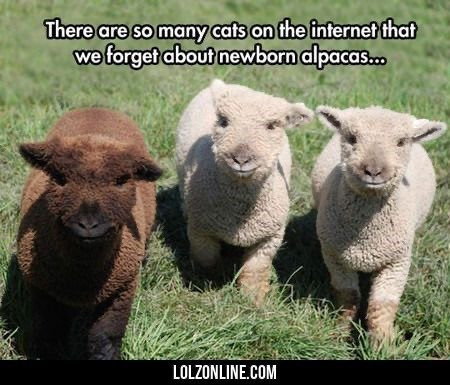 Hilarious Alpaca Memes That Will Have You Laughing All Day