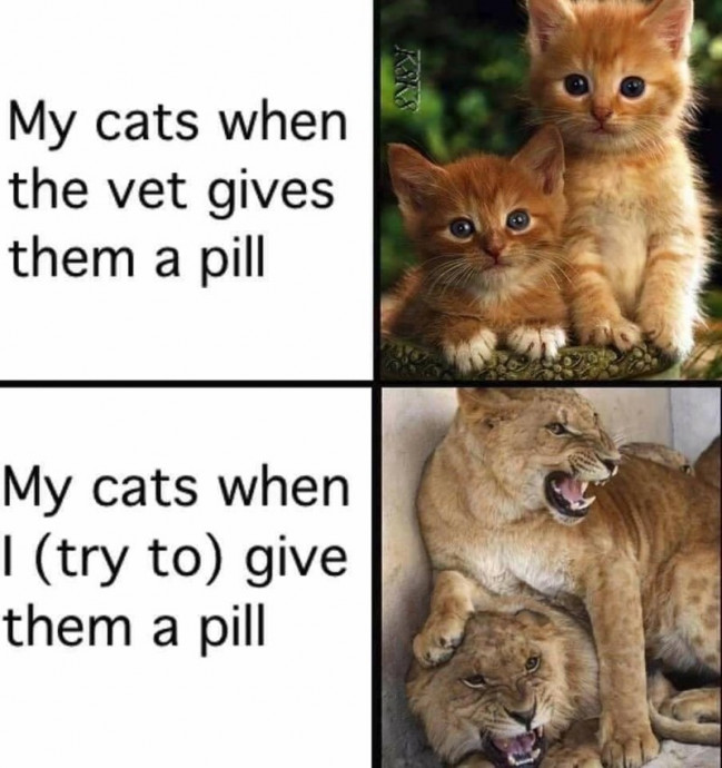 Cats Make Everything Better