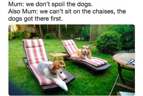 Some funny dog pictures that will make you smile from ear to ear