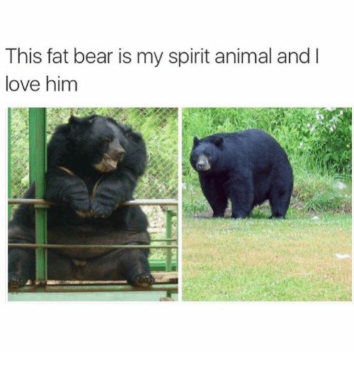 Funny Spirit Animal Memes for You