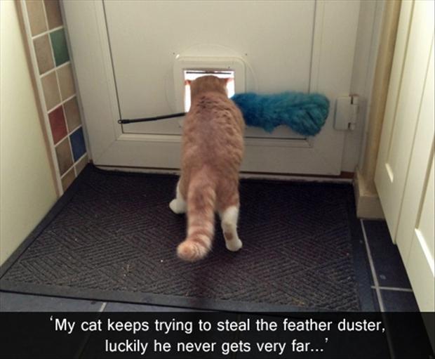Funny Cat Pictures. Vol. 2