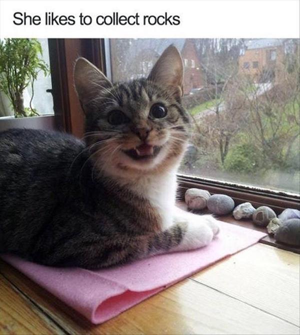 20 Funny Animal Pictures to Make your Day Happy
