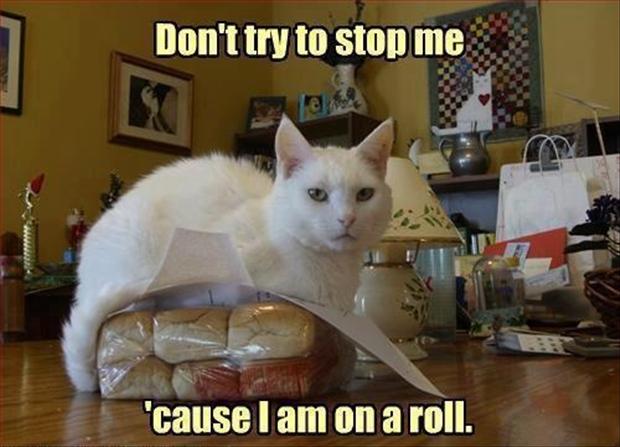 Funny Cat Pictures. Vol. 1
