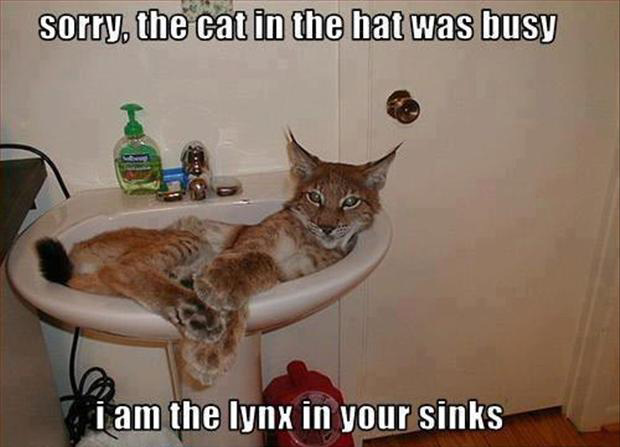 Funny Cat Pictures. Vol. 1