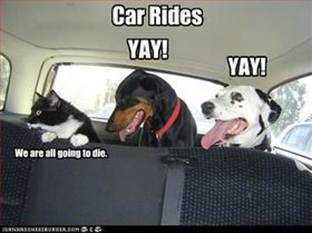 FUNNY DOG PICTURES