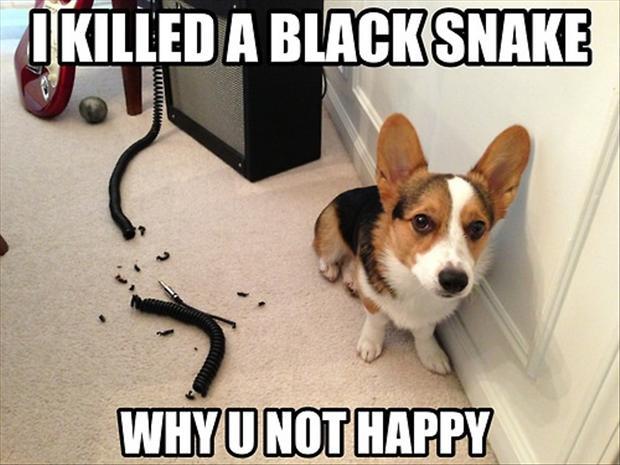 FUNNY DOG PICTURES