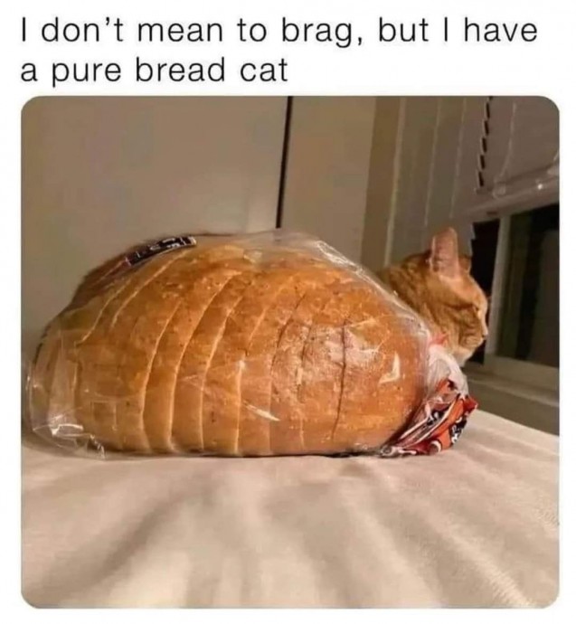 Funny Memes With a Bit of Truth in Them
