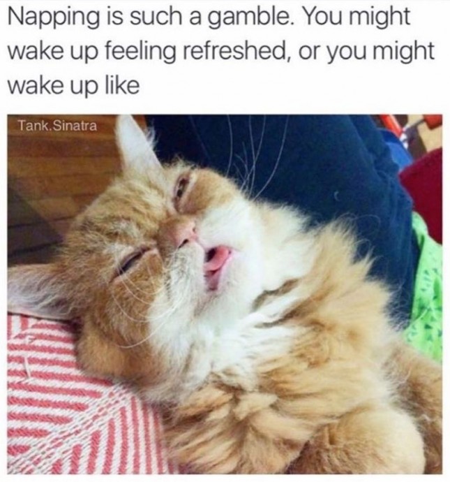 Funny Cat Memes to Laugh This Friday