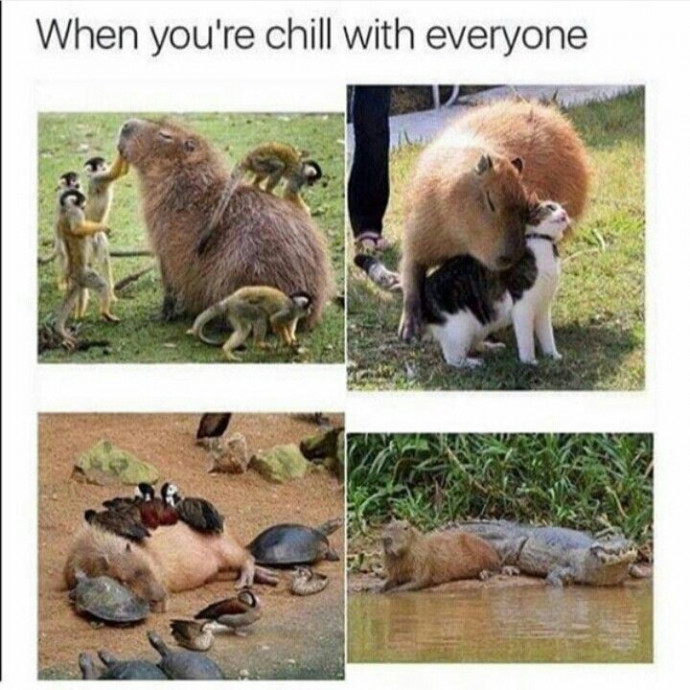 Incredible Animal Memes to Start the Week off Right