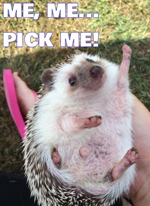 Wonderful Hedgehog Memes to Scroll Through