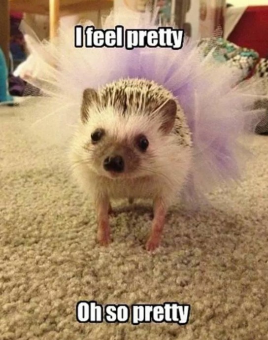 Wonderful Hedgehog Memes to Scroll Through