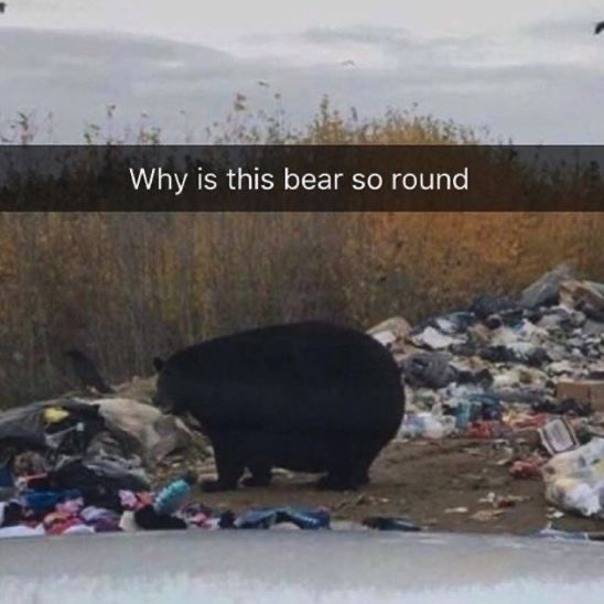 The Funniest Bear Pics to Make You Laugh a Bit