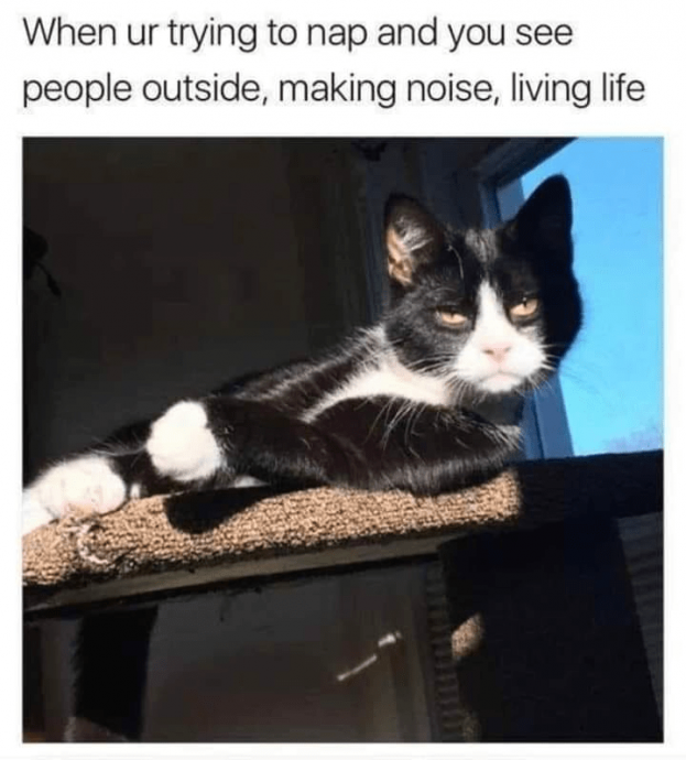 Fluffiest Feisty Feline Memes in the Form of Human Funnies