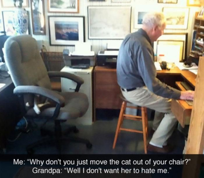 Funny Cat Memes Will Put You in a Good Mood