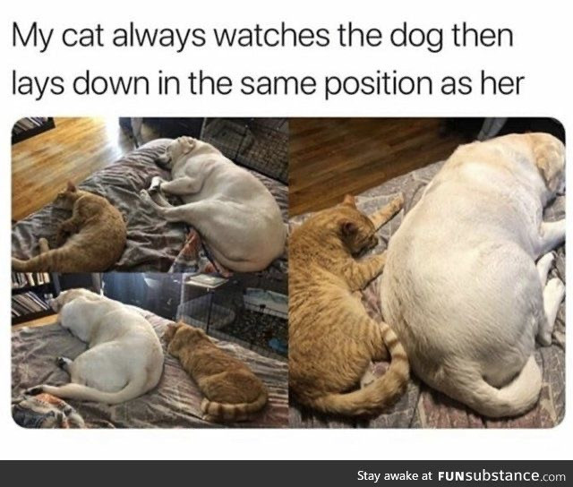 Wholesome Funny Memes You Have to See
