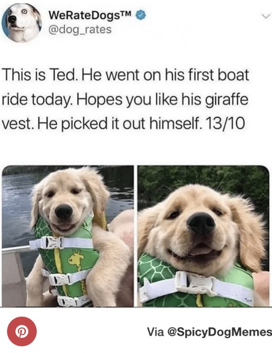 The Best of Great Dogs Memes