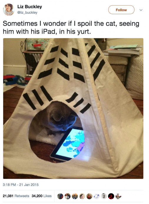 Top Funny Cat Tweets for Cat Owners