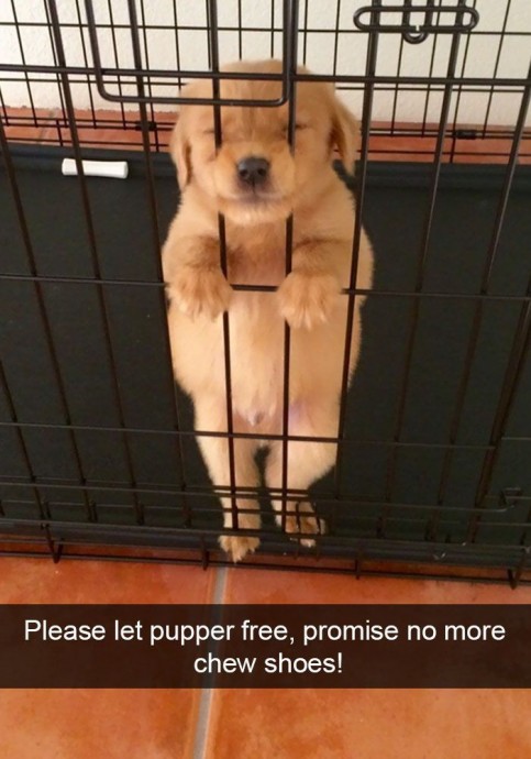 Hilarious and funny dog snapchat pictures Pt. 2