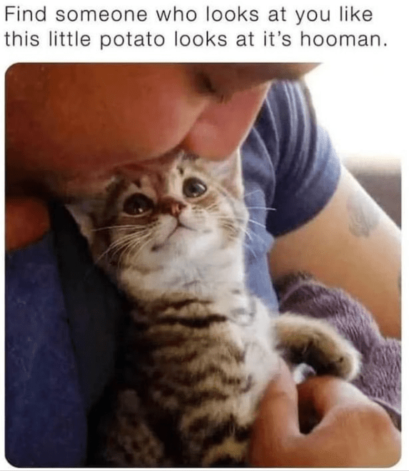 High Quality Cat Memes to Maintain Your Good Mood