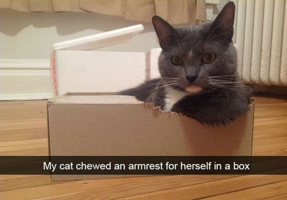 Funny Cat Snapchats