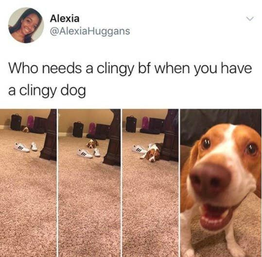 Funny Doggies Pics