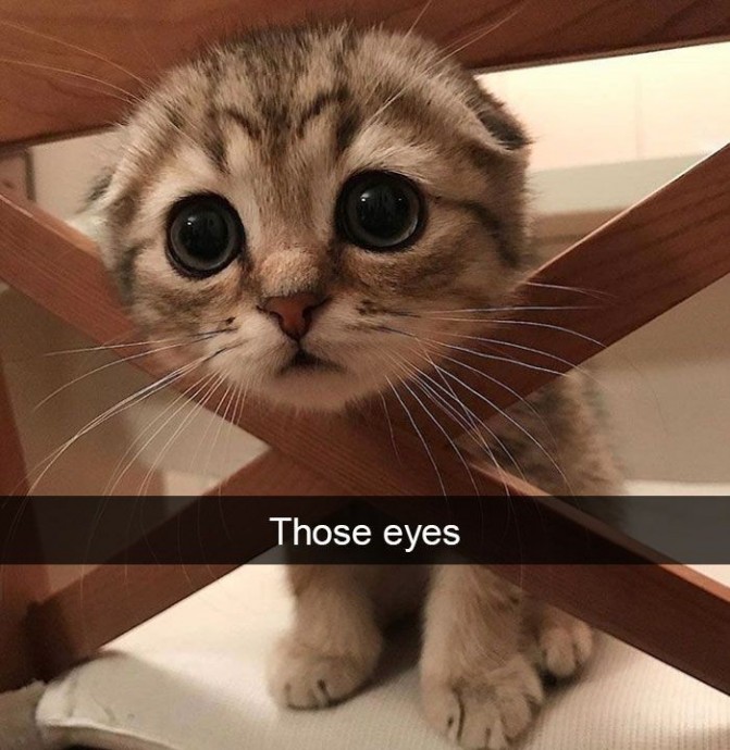 Some really cute photos of cats u need right now!