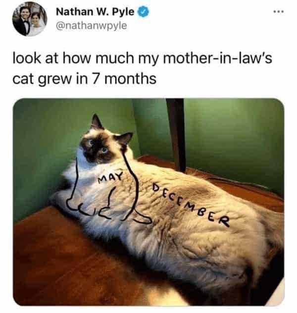 Cat Memes to Make You Smile