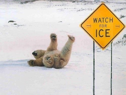 The Funniest Bear Pics to Make You Laugh a Bit