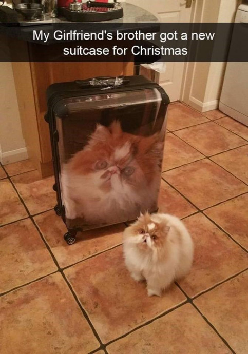New and Hilarious Cat Snaps Just for Friday
