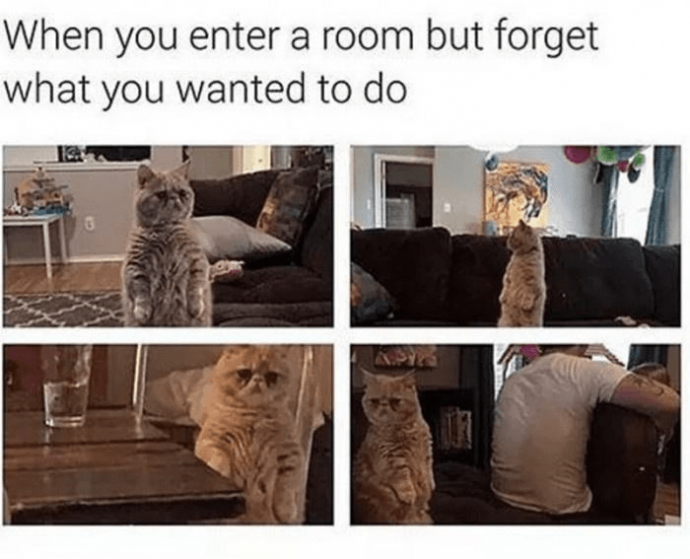 Fluffiest Feisty Feline Memes in the Form of Human Funnies